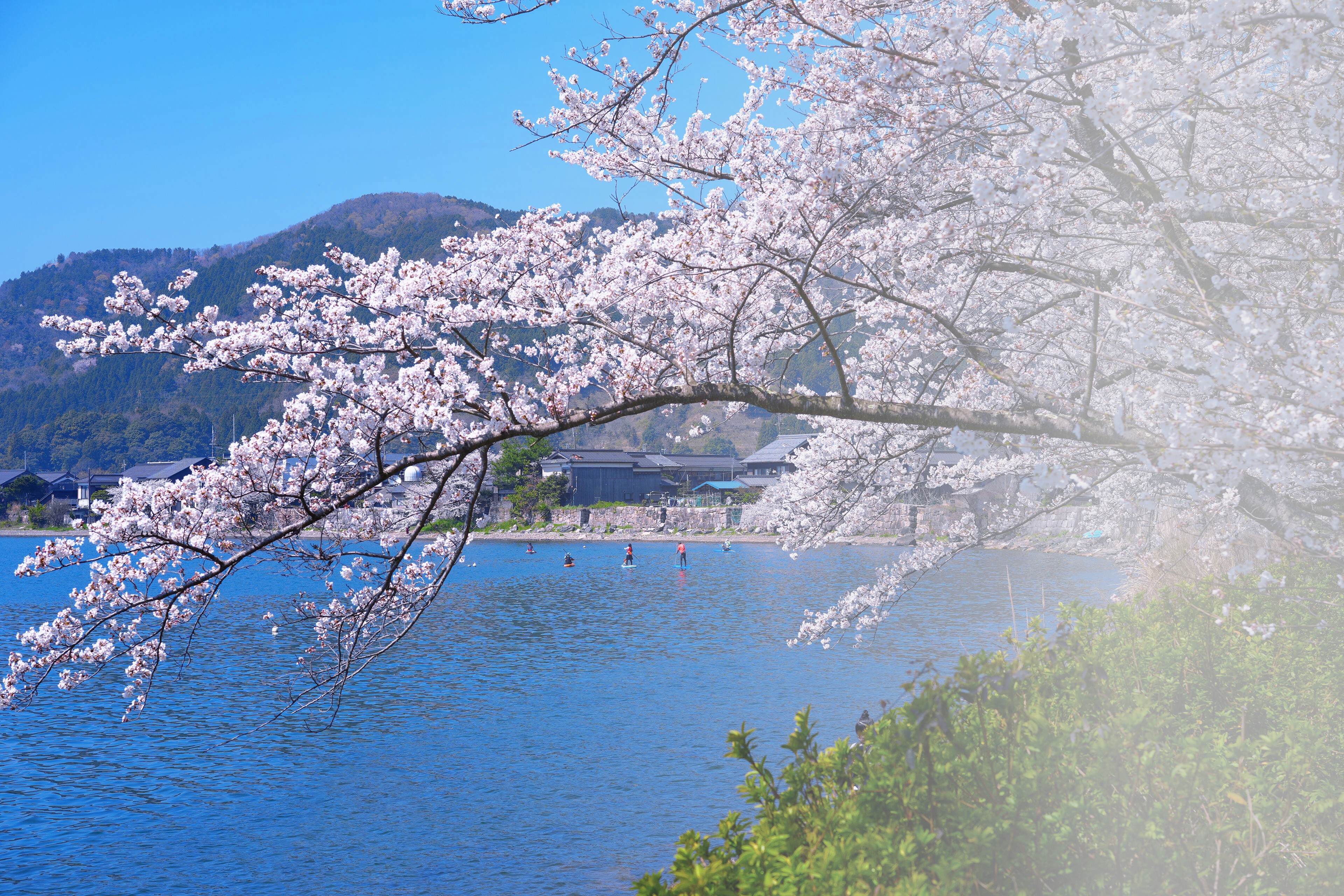 桜